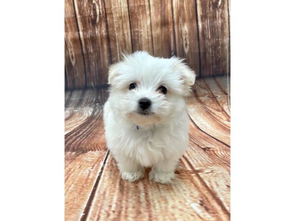 Chihuahua/Maltese-DOG-Male-White / Cream-22657-Petland Scottsdale, Arizona