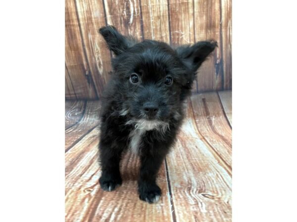 American Eskimo/Poodle-DOG-Male-Black-22656-Petland Scottsdale, Arizona