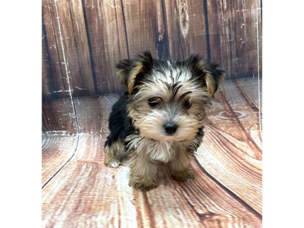 Yorkshire Terrier-DOG-Male-Black / Tan-22655-Petland Scottsdale, Arizona