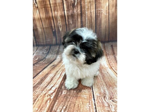 Shih Tzu-DOG-Female-White / Gold-22654-Petland Scottsdale, Arizona