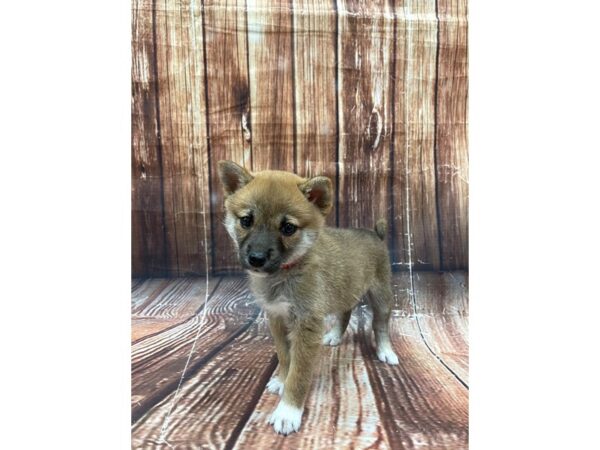 Shiba Inu-DOG-Female-Red Sesame-22653-Petland Scottsdale, Arizona
