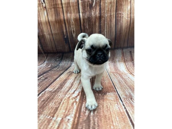 Pug-DOG-Female-Fawn-22652-Petland Scottsdale, Arizona