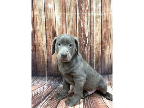 Labrador Retriever-DOG-Male-Silver-22651-Petland Scottsdale, Arizona