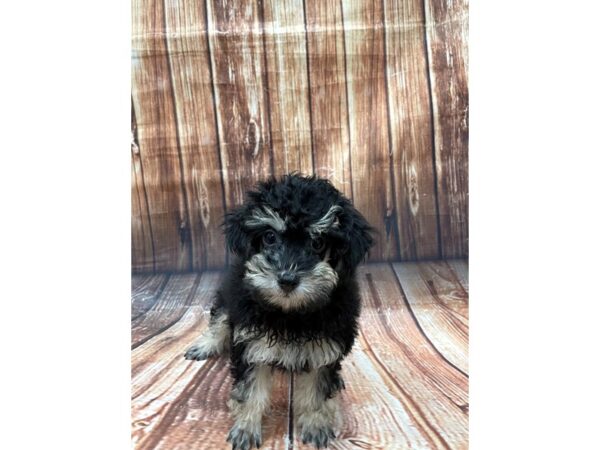 Poodle-DOG-Male-Black / Tan-22650-Petland Scottsdale, Arizona