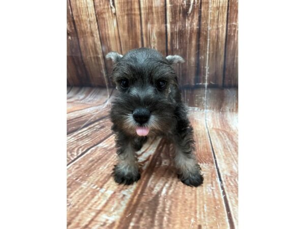 Miniature Schnauzer-DOG-Female-Salt / Pepper-22648-Petland Scottsdale, Arizona