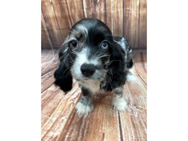Cocker Spaniel-DOG-Male-Blue Roan-22647-Petland Scottsdale, Arizona