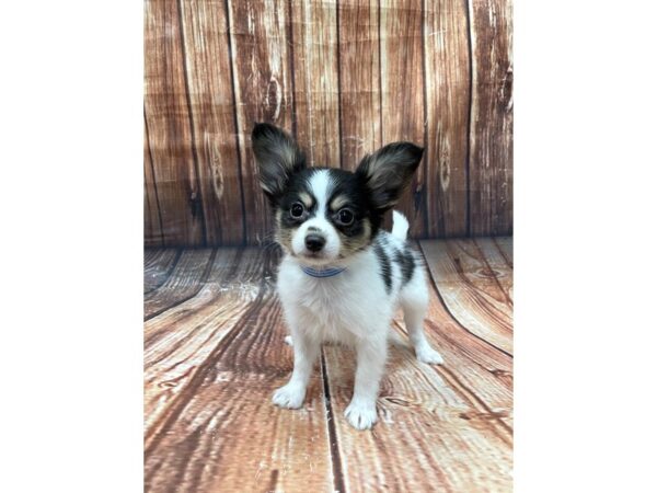 Papillon-DOG-Male-White Black / Tan-22649-Petland Scottsdale, Arizona