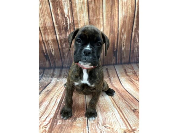 Boxer-DOG-Female-Brindle-22646-Petland Scottsdale, Arizona