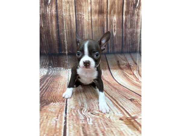 Boston Terrier-DOG-Female-Red / White-22645-Petland Scottsdale, Arizona