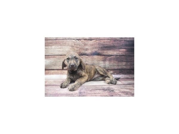 Chesapeake Bay Retriever/Standard Poodle-DOG-Female-Light Dead Grass-22665-Petland Scottsdale, Arizona