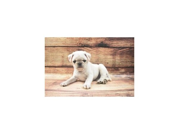 Pug-DOG-Female-Silver Fawn-22670-Petland Scottsdale, Arizona