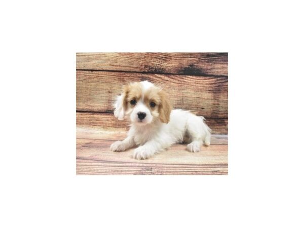 Bichon Frise/Cavalier King Charles Spaniel-DOG-Female-White and Apricot-22667-Petland Scottsdale, Arizona