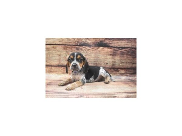 Beagle-DOG-Male-Black Tan and Blue Ticked-22673-Petland Scottsdale, Arizona