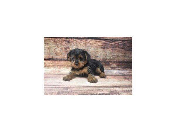 Yorkshire Terrier-DOG-Female-Black and Gold-22669-Petland Scottsdale, Arizona