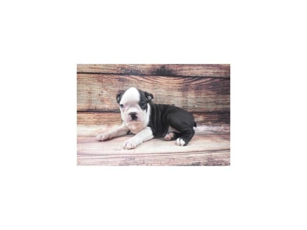 Boston Terrier-DOG-Female-Black and White-22678-Petland Scottsdale, Arizona