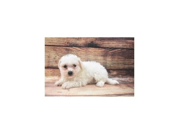 Bichon Frise/Shih Tzu-DOG-Male-White-22666-Petland Scottsdale, Arizona