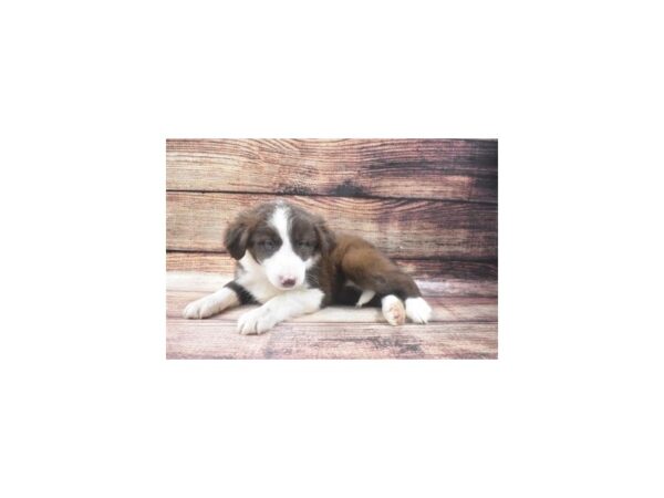 Border Collie-DOG-Female-Red and White-22676-Petland Scottsdale, Arizona