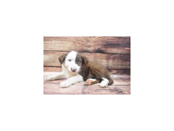 Border Collie-DOG-Male-Red and White-22677-Petland Scottsdale, Arizona