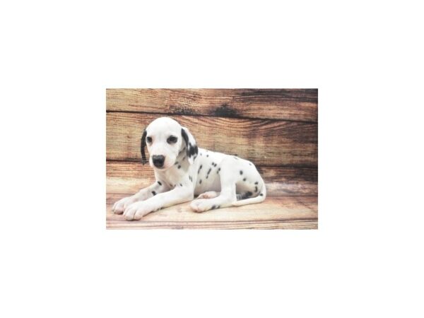 Dalmatian-DOG-Male-White and Black-22671-Petland Scottsdale, Arizona
