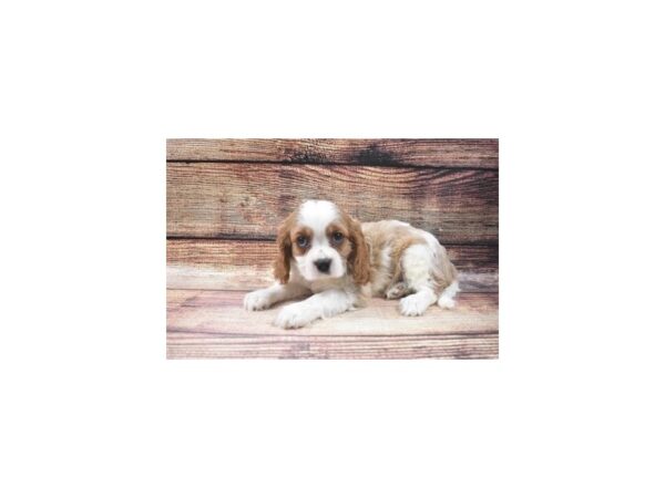 Cavalier King Charles Spaniel-DOG-Male-Blenheim-22674-Petland Scottsdale, Arizona