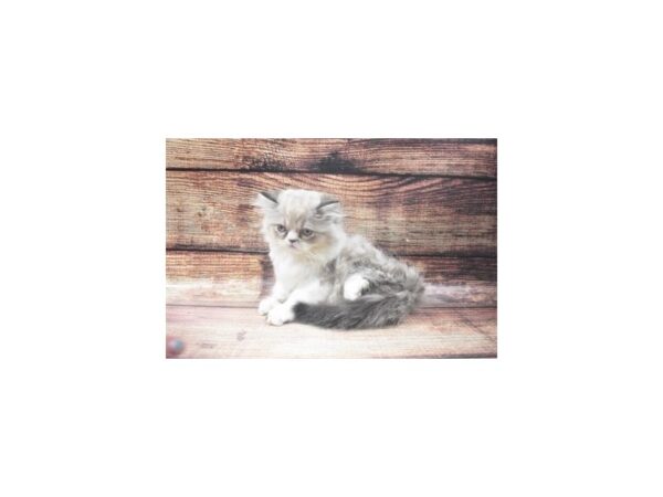 Himalayan-CAT-Male-Seal Point-22664-Petland Scottsdale, Arizona