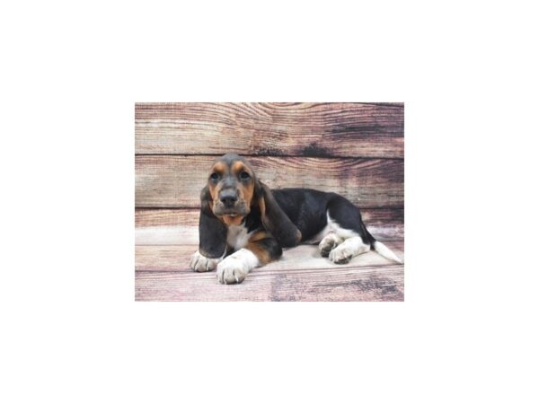 Basset Hound-DOG-Female-Black Tan and White-22672-Petland Scottsdale, Arizona