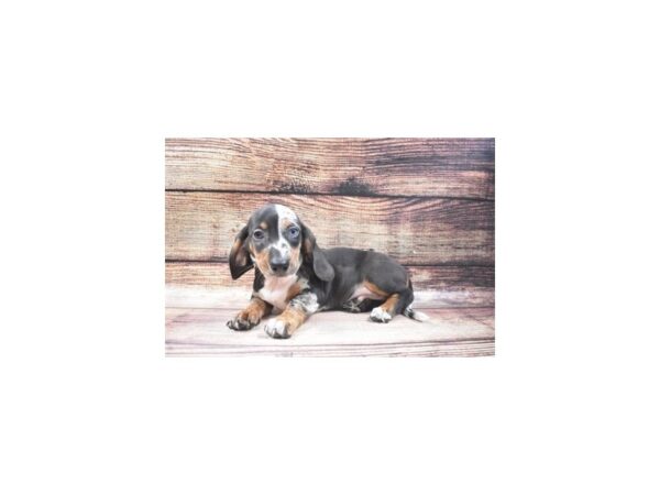 Dachshund-DOG-Male-Black and Silver Dapple-22675-Petland Scottsdale, Arizona