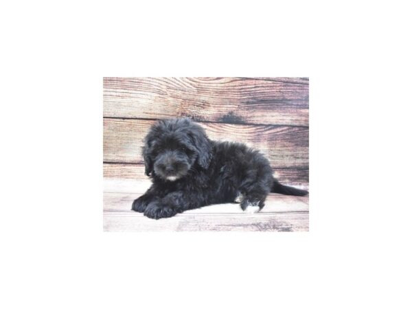 Bernese Mountain Dog/Poodle-DOG-Male-Tri Color-22668-Petland Scottsdale, Arizona