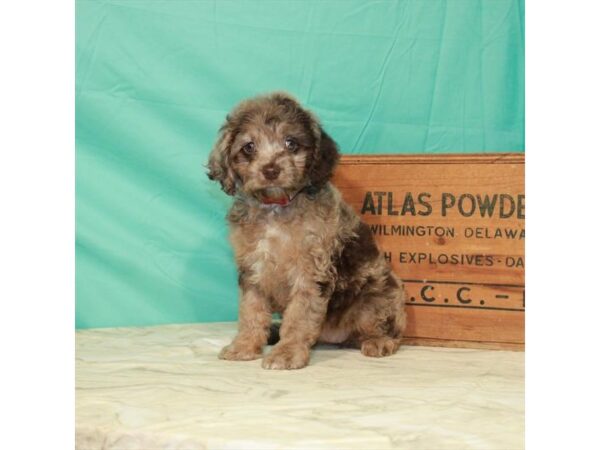 Cocker Spaniel/Poodle-DOG-Female-Chocolate Merle-22692-Petland Scottsdale, Arizona