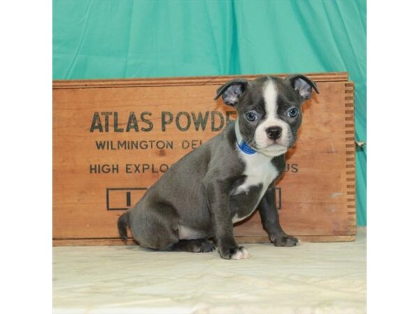 Boston Terrier-DOG-Male-Blue / White-22696-Petland Scottsdale, Arizona