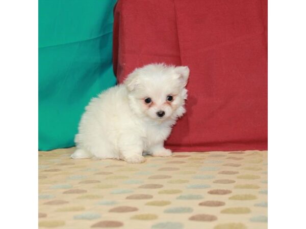 Chihuahua/Maltese-DOG-Female-White / Cream-22688-Petland Scottsdale, Arizona