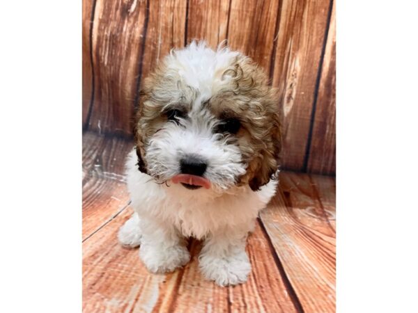 Bichon Frise/Shih Tzu-DOG-Female-White / Gold-22619-Petland Scottsdale, Arizona