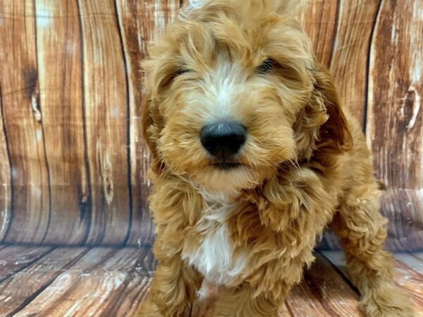 F1 Mini Golden Doodle-DOG-Male-Red-22618-Petland Scottsdale, Arizona