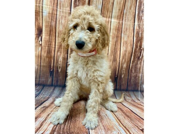 F1B Goldendoodle-DOG-Female-Golden-22697-Petland Scottsdale, Arizona