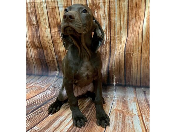 German Shorthair Pointer-DOG-Female-Liver-22699-Petland Scottsdale, Arizona