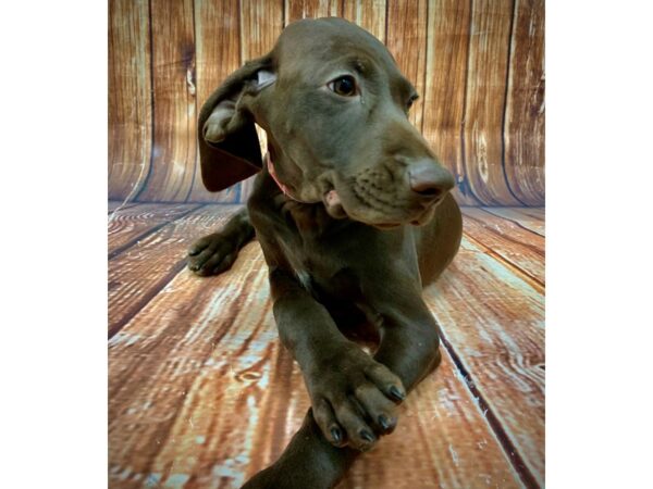 German Shorthair Pointer-DOG-Female--22698-Petland Scottsdale, Arizona