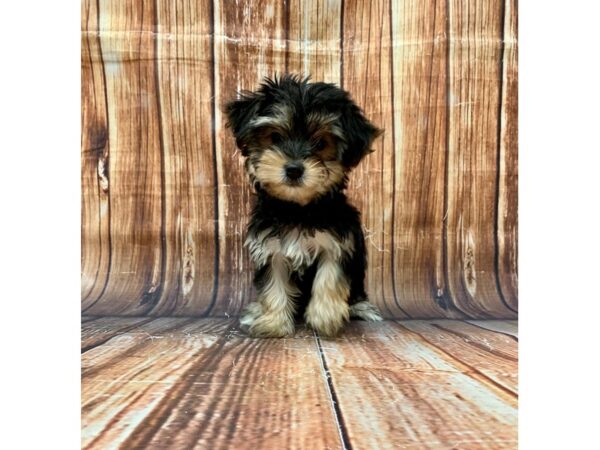 Maltese/Yorkshire Terrier-DOG-Female-Black / Tan-22695-Petland Scottsdale, Arizona