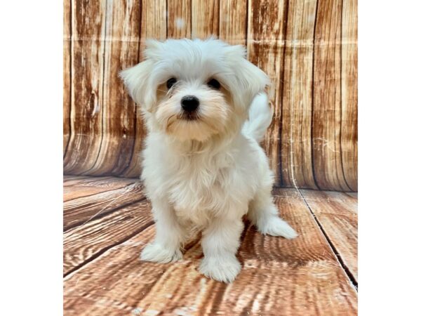 Maltese/Yorkshire Terrier-DOG-Female-White-22694-Petland Scottsdale, Arizona