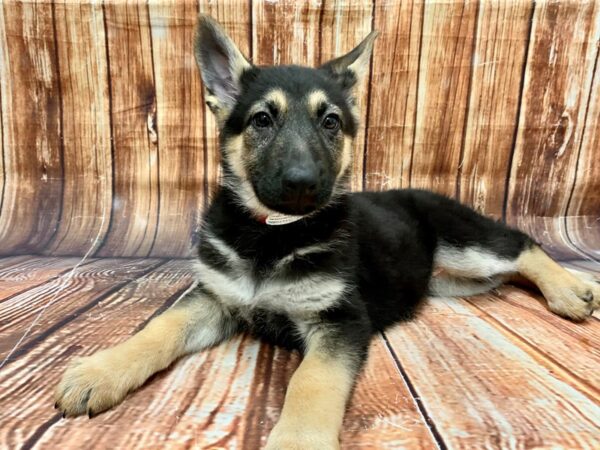 German Shepherd Dog-DOG-Female-Black / Tan-22693-Petland Scottsdale, Arizona