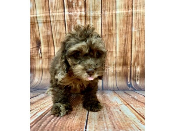 Cocker Spaniel/Poodle-DOG-Male-Chocolate Merle-22691-Petland Scottsdale, Arizona