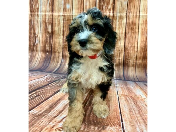 Cocker Spaniel/Poodle-DOG-Female-Blue Merle-22690-Petland Scottsdale, Arizona