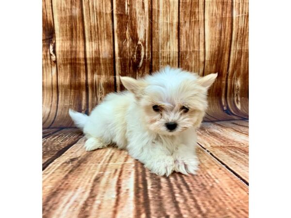 Chihuahua/Maltese-DOG-Male-White / Cream-22689-Petland Scottsdale, Arizona
