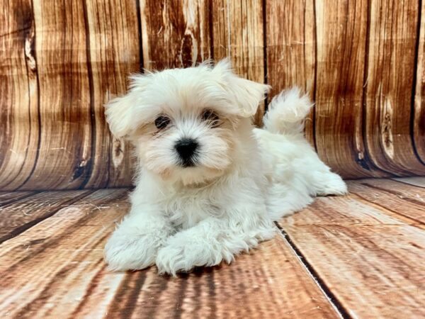 Maltese-DOG-Male-White-22687-Petland Scottsdale, Arizona