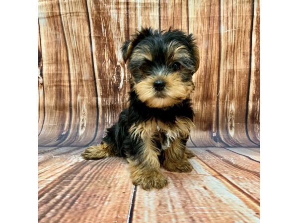 Yorkshire Terrier-DOG-Female-Black / Tan-22686-Petland Scottsdale, Arizona
