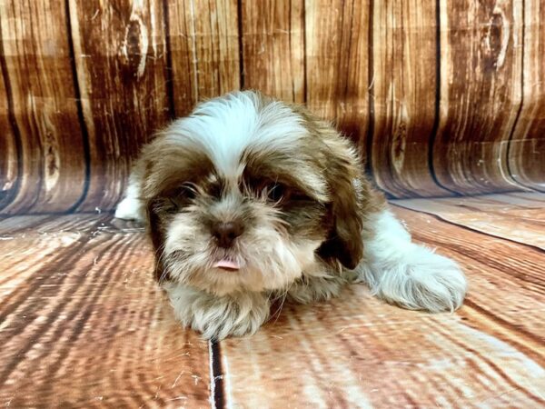 Shih Tzu-DOG-Male-White / Chocolate-22685-Petland Scottsdale, Arizona