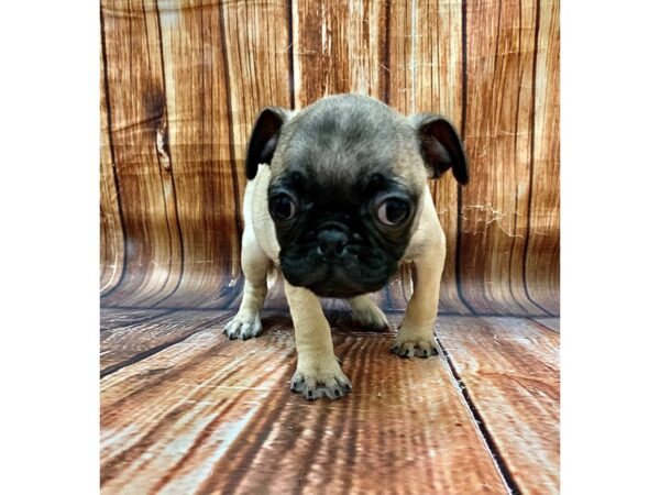 Pug-DOG-Female-Fawn-22684-Petland Scottsdale, Arizona