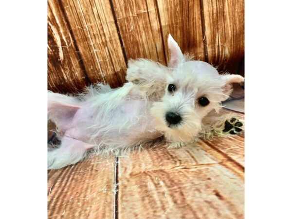 Miniature Schnauzer-DOG-Female-White-22683-Petland Scottsdale, Arizona
