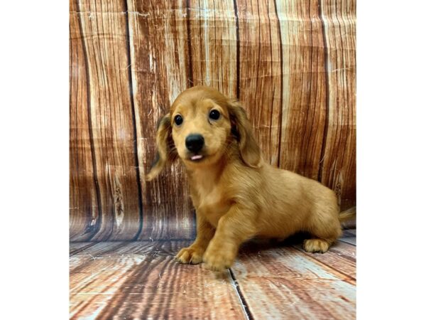 Dachshund-DOG-Male-Red-22682-Petland Scottsdale, Arizona