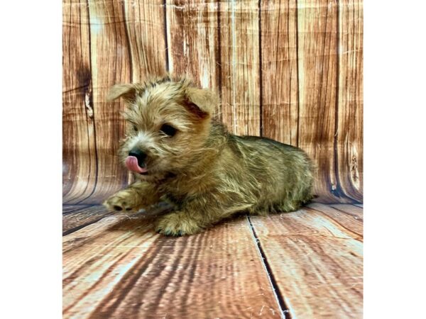 Cairn Terrier-DOG-Male-Wheaten-22681-Petland Scottsdale, Arizona