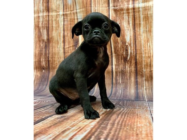 Brussels Griffon-DOG-Female-Black-22679-Petland Scottsdale, Arizona